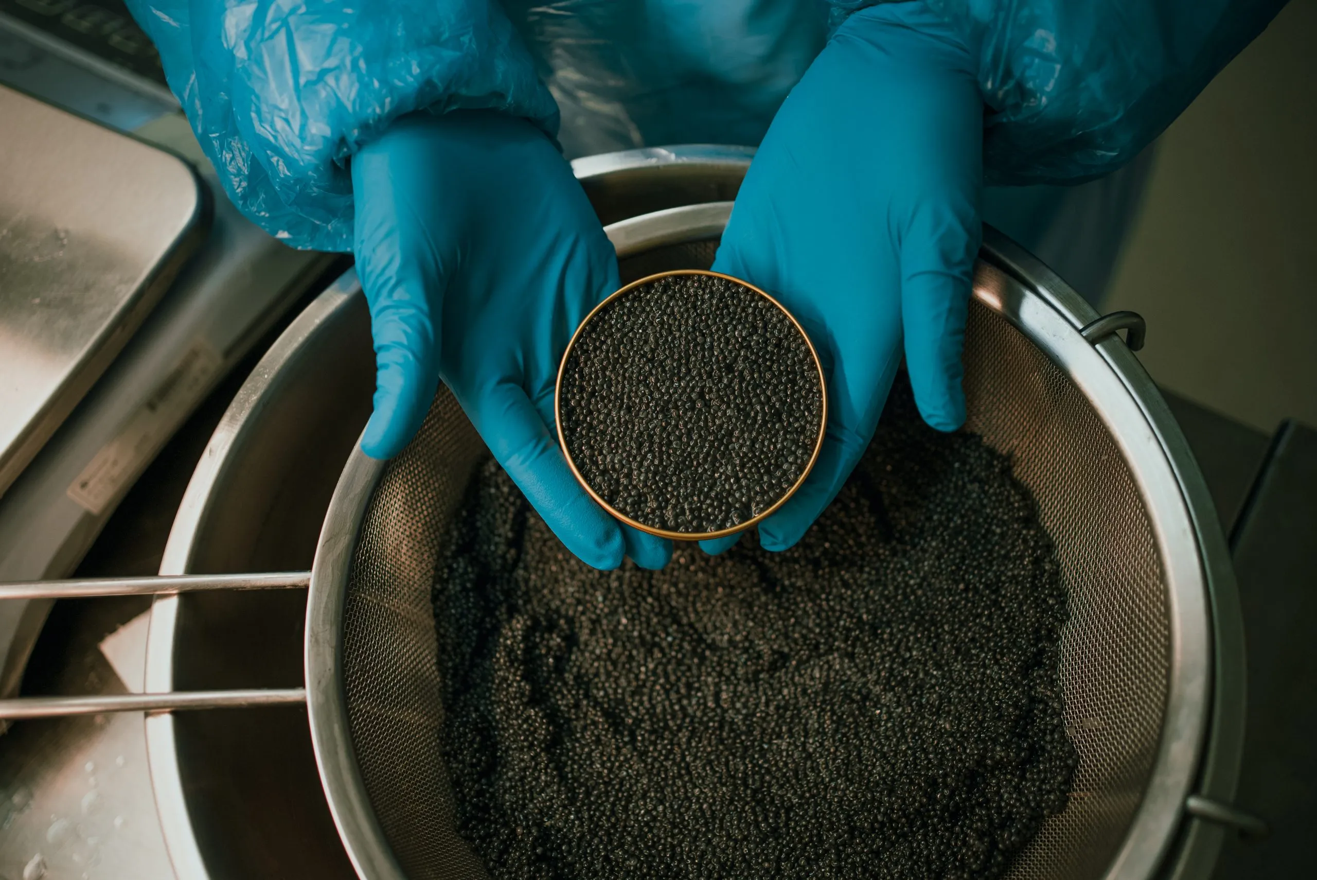 Cribado y salazón del caviar en el obrador de la granja