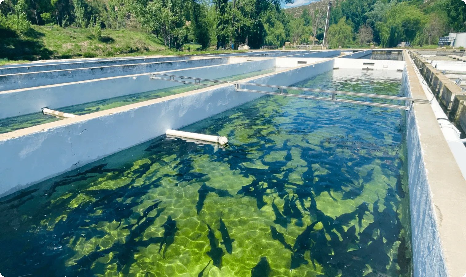 Piscinas de crianza con agua de manantial