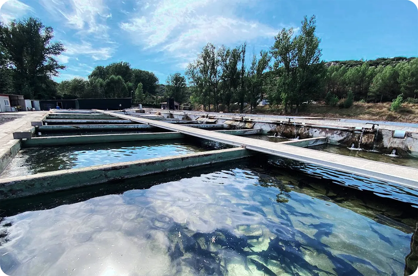 Piscinas de crianza alimentadas por agua de manantial en Sarrión